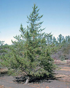 Jack Pine (9-15" bare root) Bundle of 25