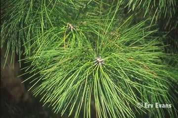 Ponderosa Pine (7-15" bare root) Bundle of 25