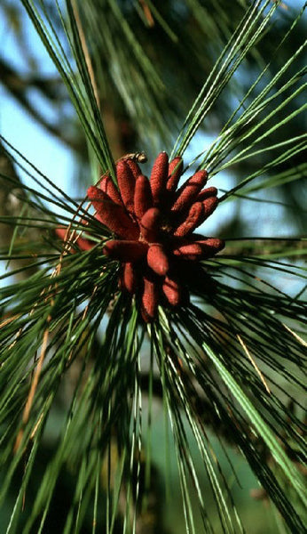 Ponderosa Pine (1 gallon potted)