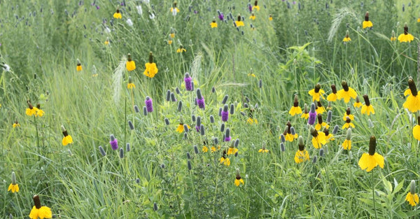 Purple Prairie Clover