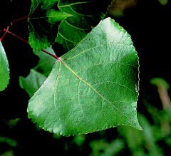 Norway Poplar (12-24" bare root) Bundle of 25