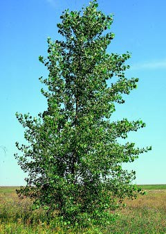 Norway Poplar (12-24" bare root) Bundle of 25