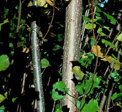 Norway Poplar (12-24" bare root) Bundle of 25