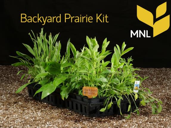 Native Plant Kit - Backyard Prairie Kit