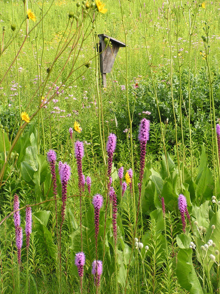 Prairie Blazing Star