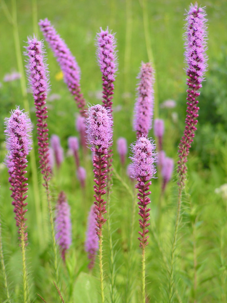 Prairie Blazing Star