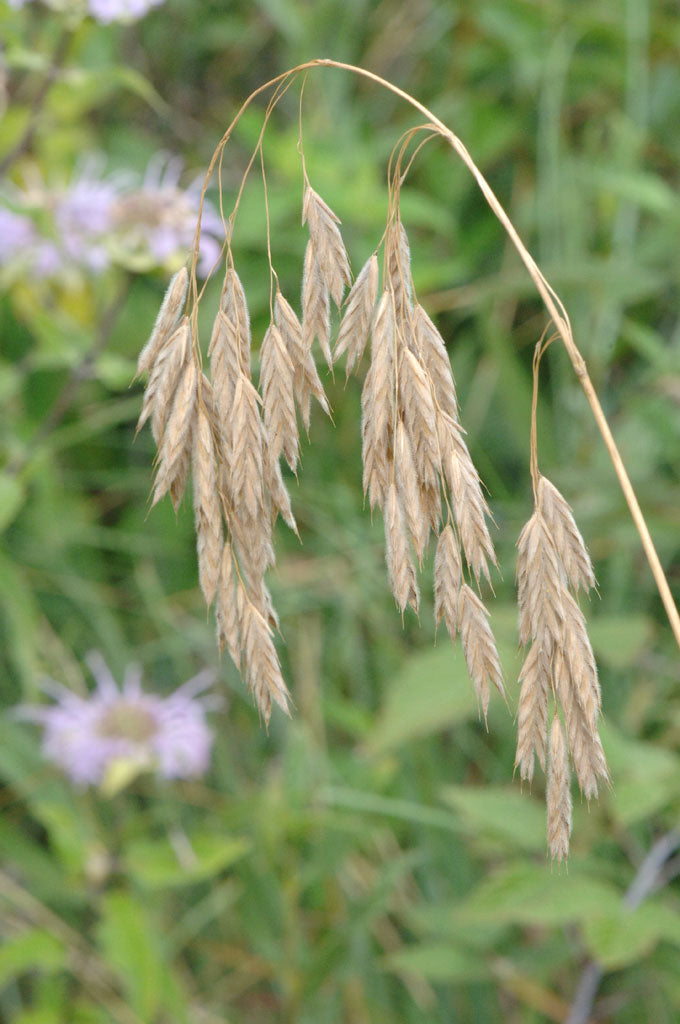 Prairie Brome Grass