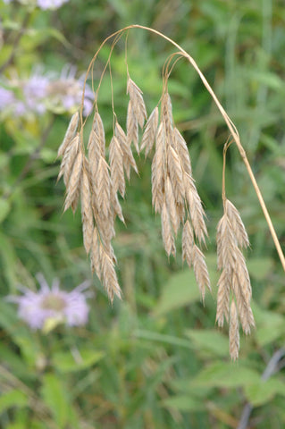 Prairie Brome Grass