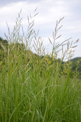 Prairie Cordgrass