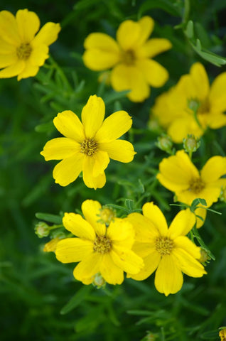 Prairie Coreopsis