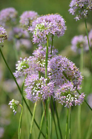 Prairie Onion