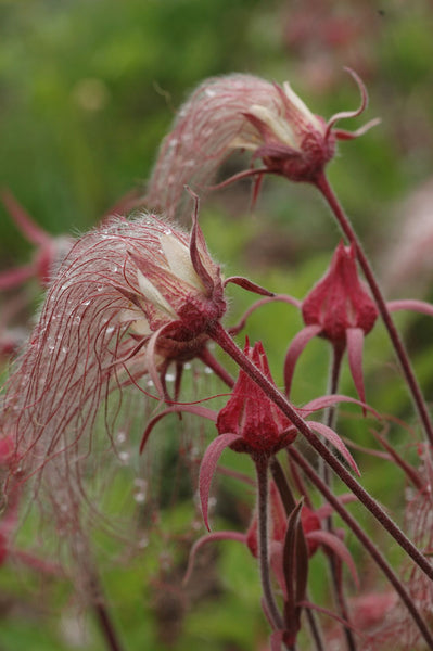 Prairie Smoke