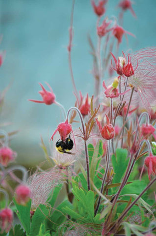 Prairie Smoke