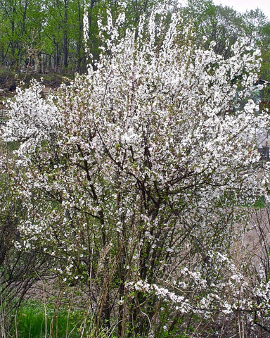 Nanking Cherry (12-24" bare root) Bundle of 25