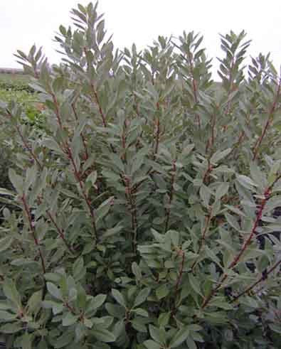 Sand Cherry (12-24" bare root) Bundle of 25