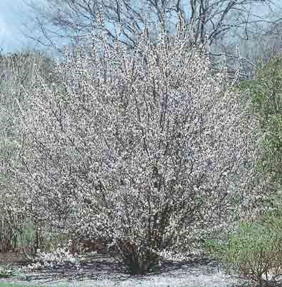 Sand Cherry (12-24" bare root) Bundle of 25