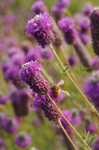 Purple Prairie Clover