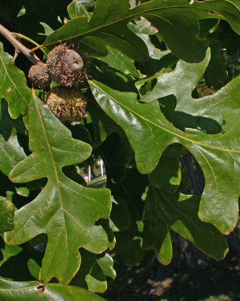 Bur Oak (12-24" bare root) Bundle of 25