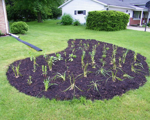 Native Plant Kit - Rain Garden