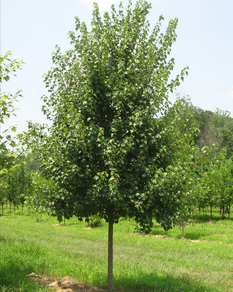 Red Maple (12-24" bare root) Bundle of 25