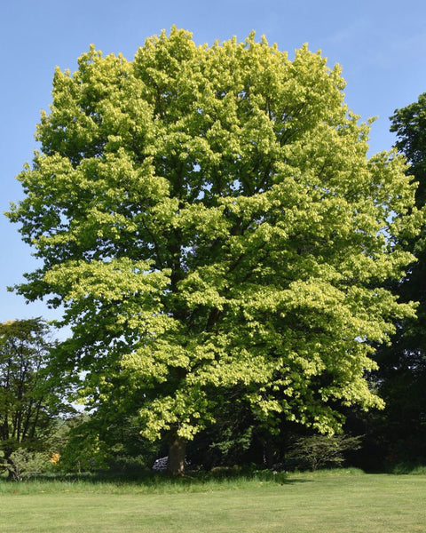 Red Oak (12-24" bare root) Bundle of 25