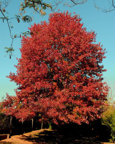 Red Oak (12-24" bare root) Bundle of 25