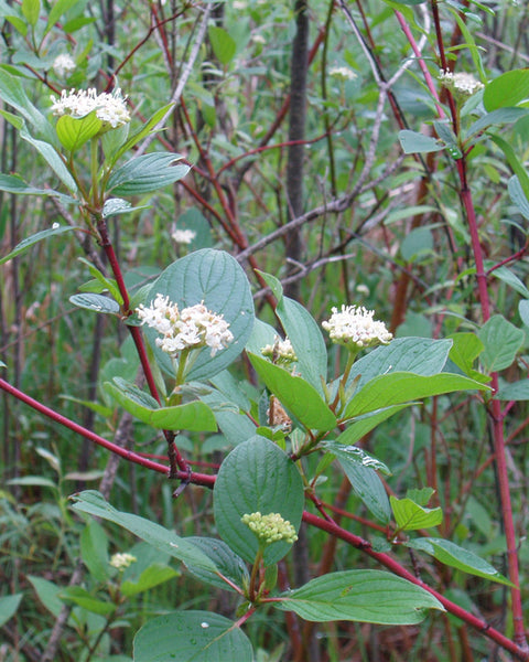 Redosier Dogwood (12-24" bare root) Bundle of 25