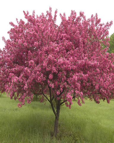 Red Splendor Crabapple (12-24" bare root) Bundle of 25