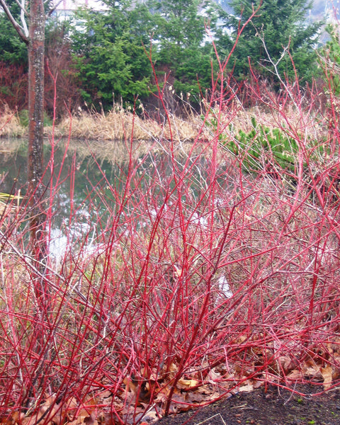 Redosier Dogwood (12-24" bare root) Bundle of 25