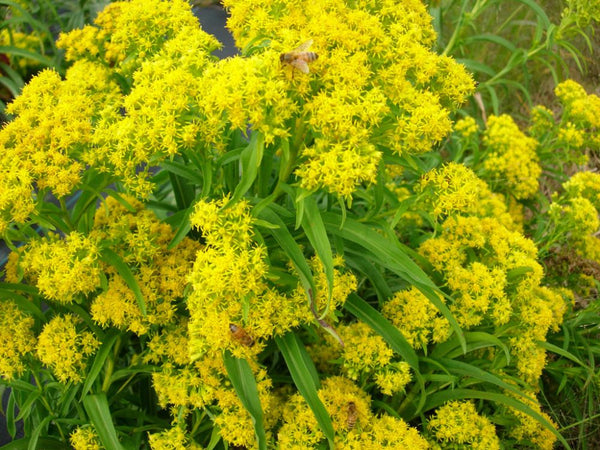 Riddell's Goldenrod