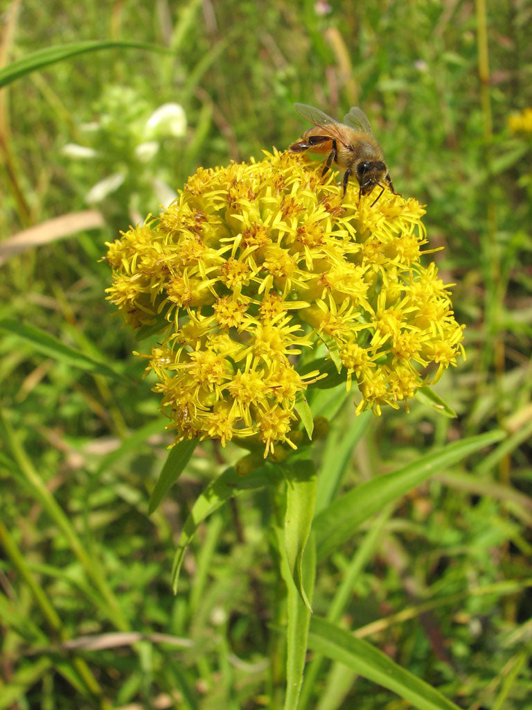 Riddell's Goldenrod