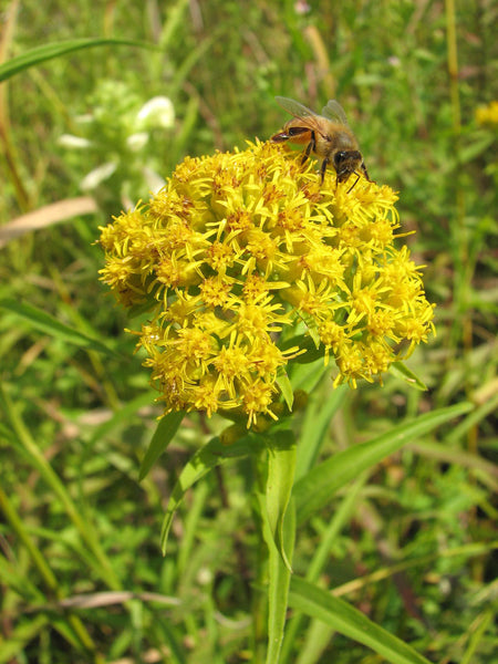 Riddell's Goldenrod