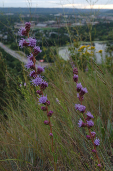 Rough Blazing Star