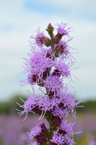 Rough Blazing Star