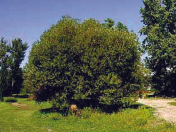 Flame Willow (12-24" bare root) Bundle of 25