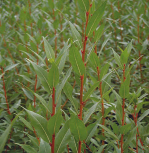 Flame Willow (12-24" bare root) Bundle of 25
