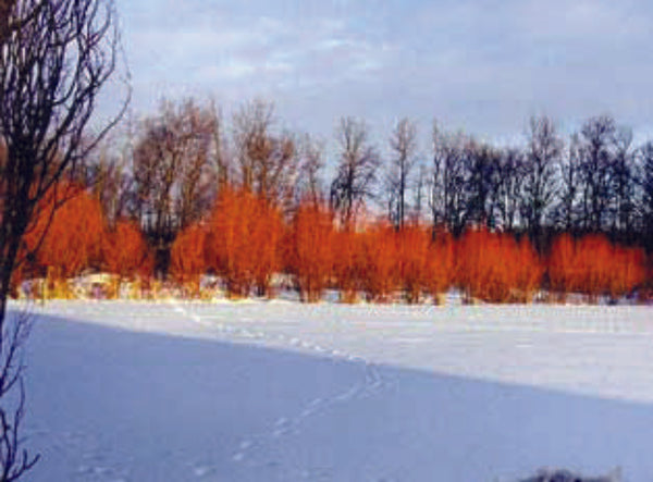 Flame Willow (12-24" bare root) Bundle of 25