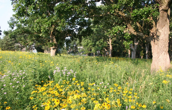 Native Seed Packet - Savanna Mix