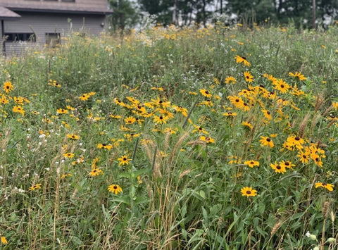 Native Seed Packet - Septic Mound Mix