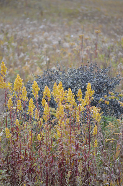 Showy Goldenrod