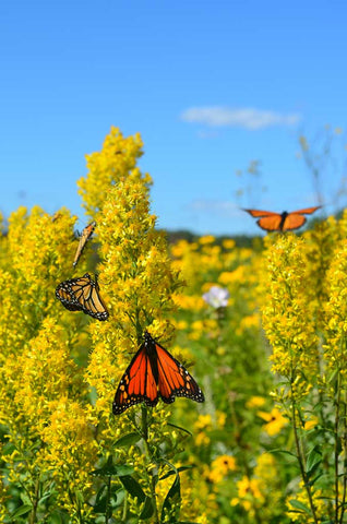 Showy Goldenrod