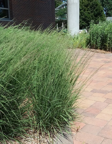 Native Plant Kit - Prairie Grass