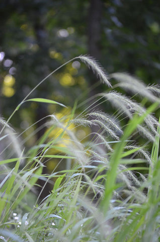 Silky Wild Rye