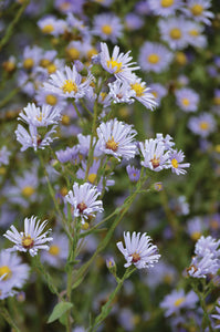 Smooth Blue Aster