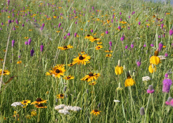 Native Seed Packet - Songbird Mix