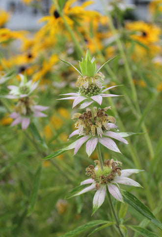 Spotted Bee Balm