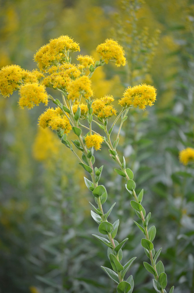 Stiff Goldenrod