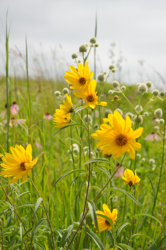 Stiff Sunflower