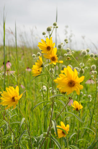 Stiff Sunflower