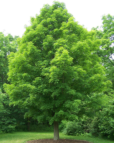 Sugar Maple (12-24"bare root) Bundle of 25